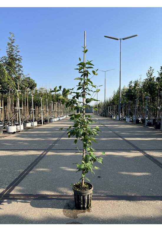 Kleiner Kornelkirsche - Herlitze - Dirlitze | Cornus mas
