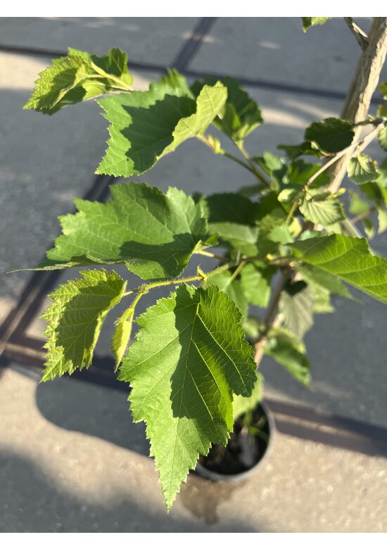 Kleiner Baumhasel | Corylus colurna Kleiner Baumhasel | Corylus colurna