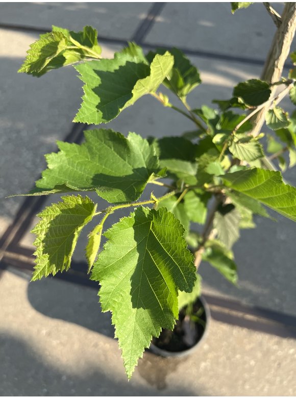 Kleiner Baumhasel | Corylus colurna Kleiner Baumhasel | Corylus colurna