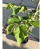 Kleiner Baumhasel | Corylus colurna Kleiner Baumhasel | Corylus colurna