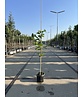 Kleiner Baumhasel | Corylus colurna Kleiner Baumhasel | Corylus colurna