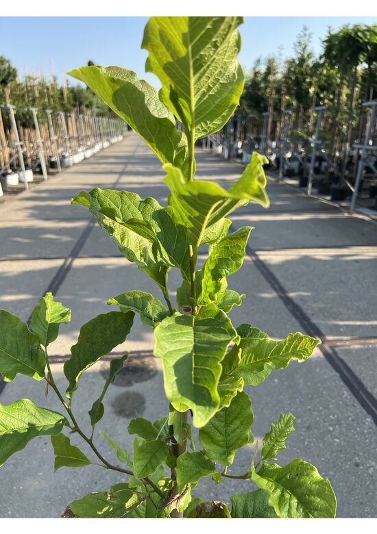 Kleiner Kobushi-Magnolie | Magnolia kobus