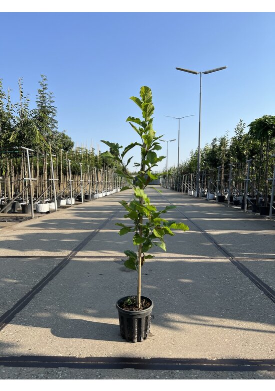 Kleiner Kobushi-Magnolie | Magnolia kobus