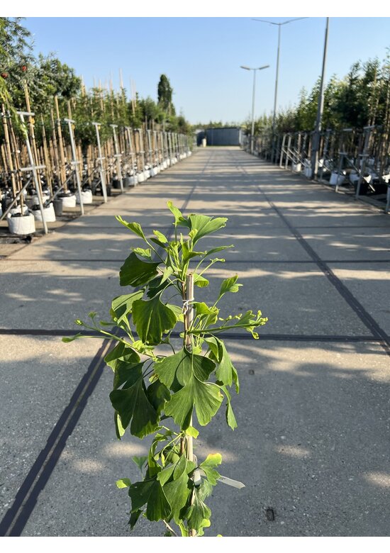 Kleiner Ginkgobaum - Fächerblattbaum | Ginkgo biloba