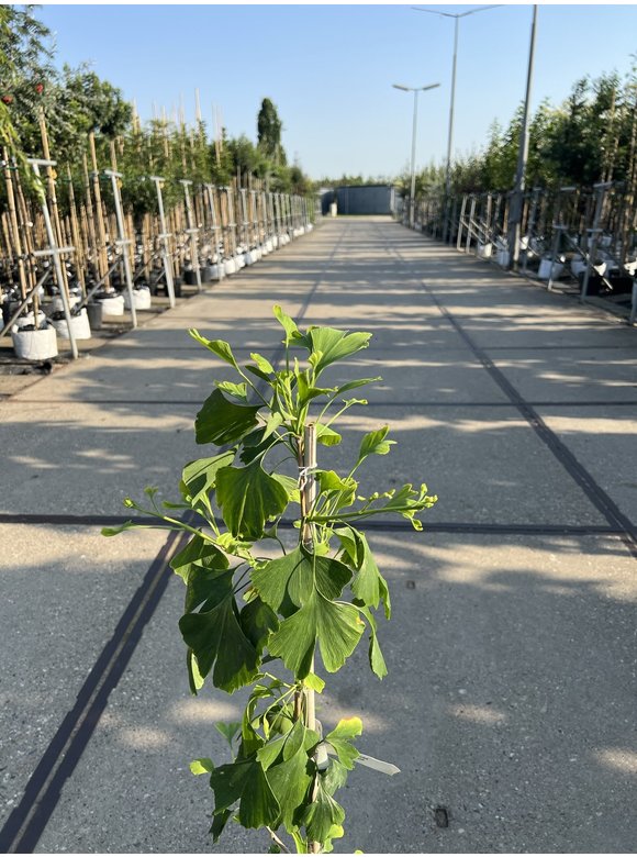 Kleiner Ginkgobaum - Fächerblattbaum | Ginkgo biloba Kleiner Ginkgobaum - Fächerblattbaum | Ginkgo biloba