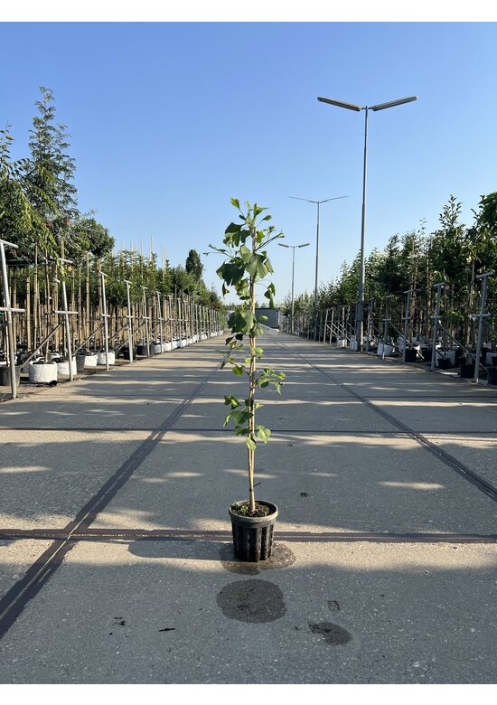 Kleiner Ginkgobaum - Fächerblattbaum | Ginkgo biloba