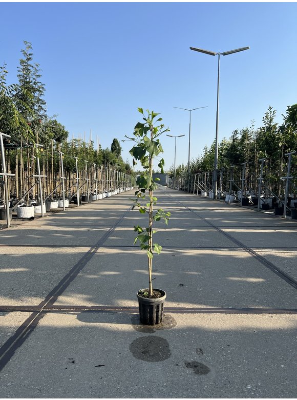 Kleiner Ginkgobaum - Fächerblattbaum | Ginkgo biloba Kleiner Ginkgobaum - Fächerblattbaum | Ginkgo biloba