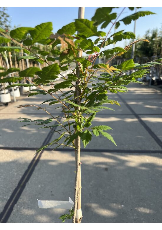 Kleiner Blasenbaum | Koelreuteria paniculata Kleiner Blasenbaum | Koelreuteria paniculata