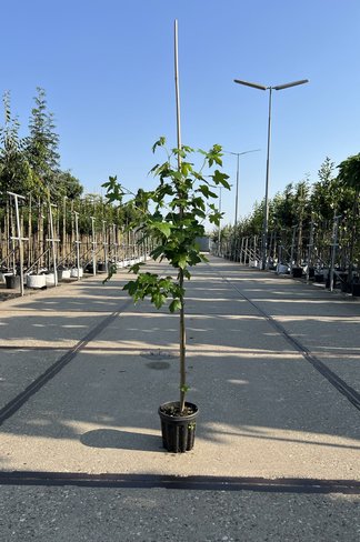 Kleiner Amberbaum | Liquidambar styraciflua Kleiner Amberbaum | Liquidambar styraciflua