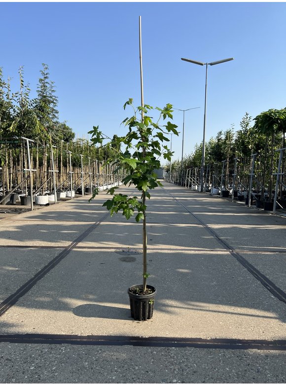 Kleiner Amberbaum | Liquidambar styraciflua Kleiner Amberbaum | Liquidambar styraciflua