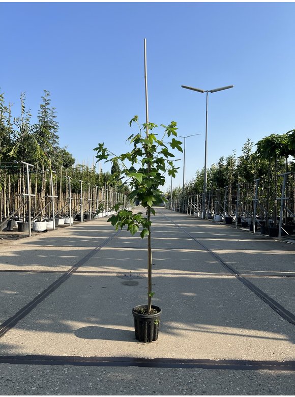 Kleiner Amberbaum | Liquidambar styraciflua Kleiner Amberbaum | Liquidambar styraciflua