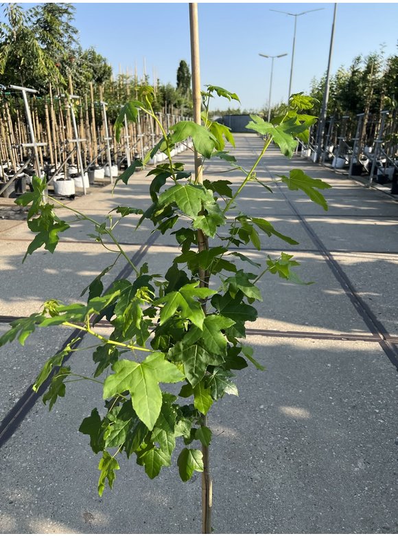 Kleiner Amberbaum | Liquidambar styraciflua Kleiner Amberbaum | Liquidambar styraciflua