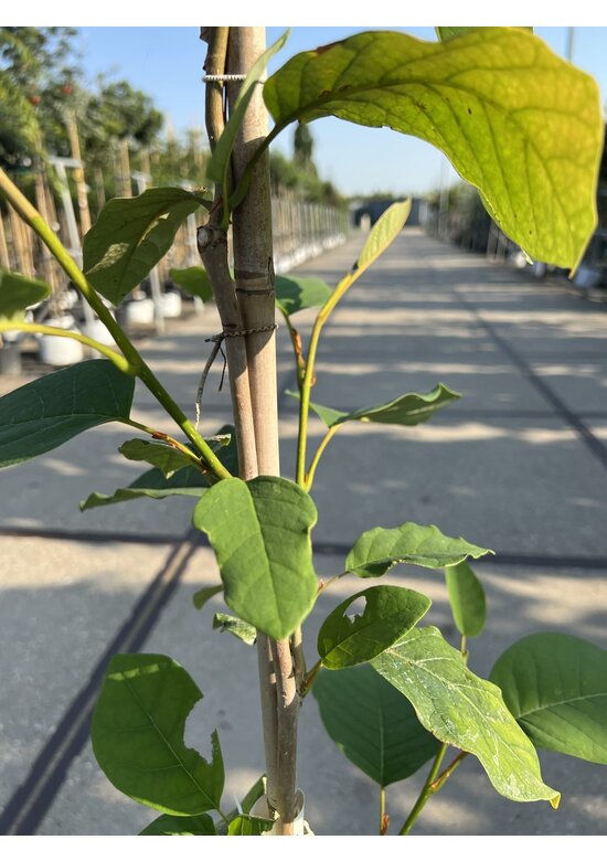 Kleiner Sommermagnolie | Magnolia sieboldii