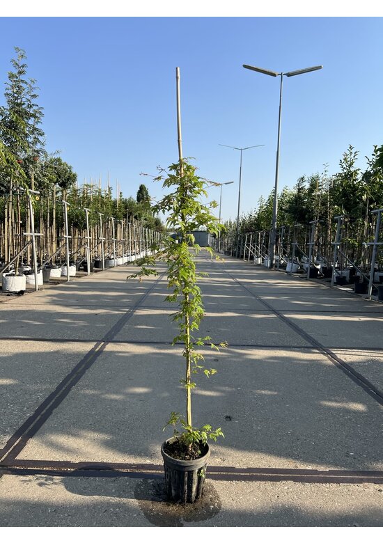 Kleiner Fächer-Ahorn | Acer palmatum