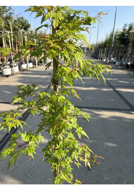 Kleiner Fächer-Ahorn | Acer palmatum