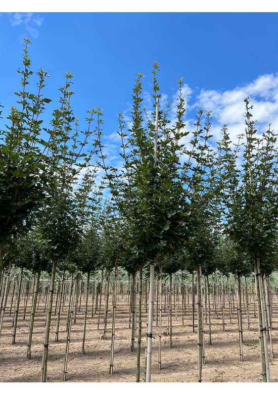 Feld-Ahorn 'Elegant' | Acer campestre 'Elegant' Feld-Ahorn 'Elegant' | Acer campestre 'Elegant'