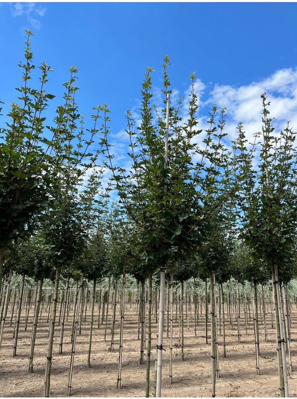 Feld-Ahorn 'Elegant' | Acer campestre 'Elegant' Feld-Ahorn 'Elegant' | Acer campestre 'Elegant'