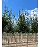 Feld-Ahorn 'Elegant' | Acer campestre 'Elegant' Feld-Ahorn 'Elegant' | Acer campestre 'Elegant'