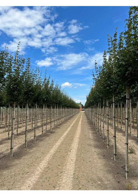 Feld-Ahorn 'Elegant' | Acer campestre 'Elegant'