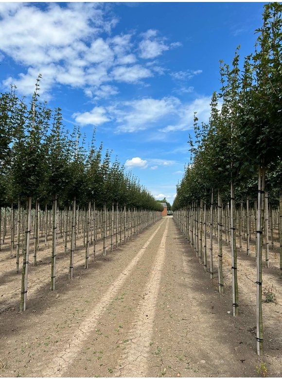 Feld-Ahorn 'Elegant' | Acer campestre 'Elegant' Feld-Ahorn 'Elegant' | Acer campestre 'Elegant'