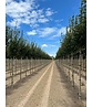 Feld-Ahorn 'Elegant' | Acer campestre 'Elegant' Feld-Ahorn 'Elegant' | Acer campestre 'Elegant'