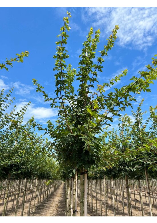 Feld-Ahorn 'Elsrijk' | Acer campestre 'Elsrijk' Feld-Ahorn 'Elsrijk' | Acer campestre 'Elsrijk'