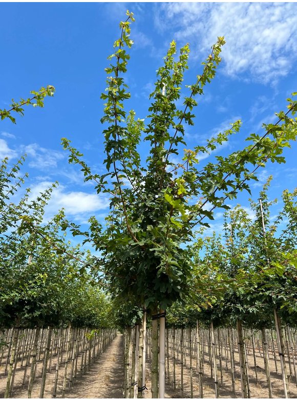 Feld-Ahorn 'Elsrijk' | Acer campestre 'Elsrijk' Feld-Ahorn 'Elsrijk' | Acer campestre 'Elsrijk'