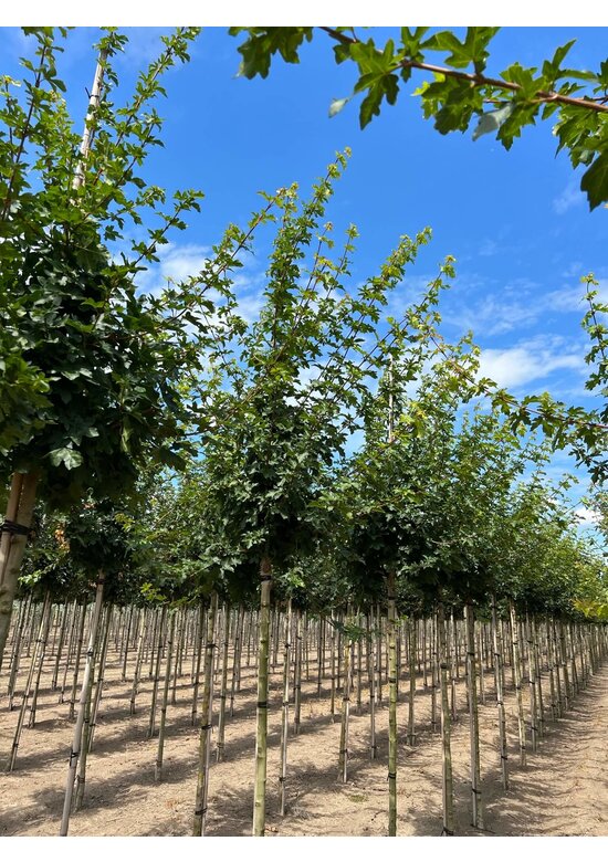Feldahorn 'Elsrijk' | Acer campestre 'Elsrijk'