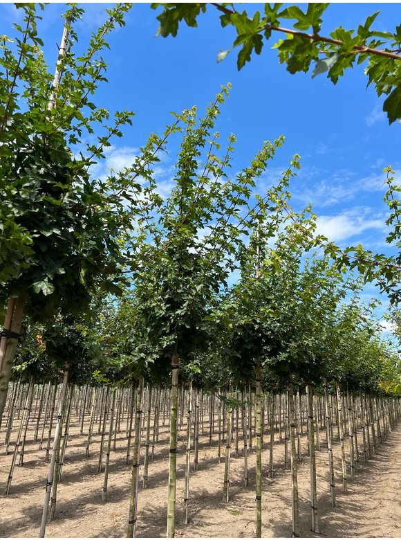Feld-Ahorn 'Elsrijk' | Acer campestre 'Elsrijk' Feld-Ahorn 'Elsrijk' | Acer campestre 'Elsrijk'