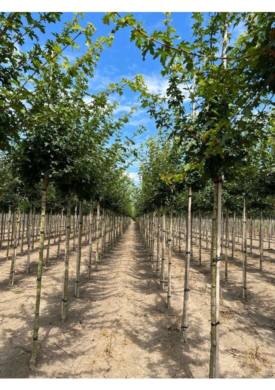 Feldahorn 'Elsrijk' | Acer campestre 'Elsrijk'