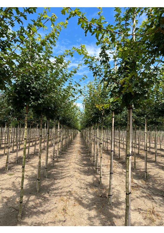 Feldahorn 'Elsrijk' | Acer campestre 'Elsrijk'