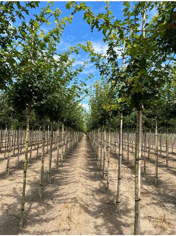 Feld-Ahorn 'Elsrijk' | Acer campestre 'Elsrijk' Feld-Ahorn 'Elsrijk' | Acer campestre 'Elsrijk'