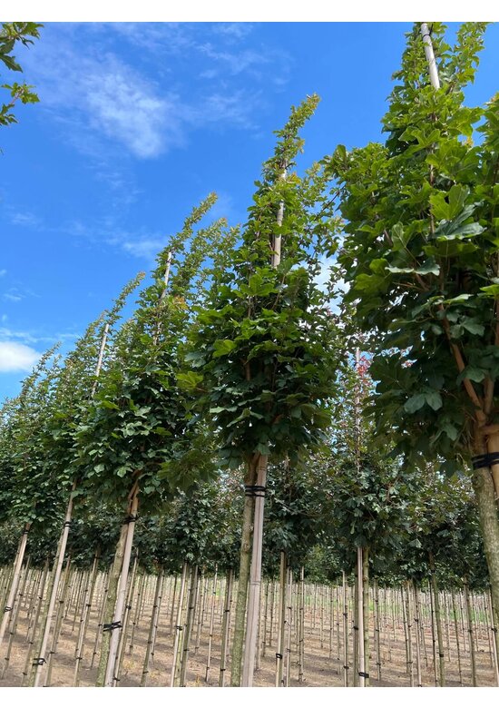 Säulen Feldahorn 'Green Column' | Acer campestre 'Green Column'