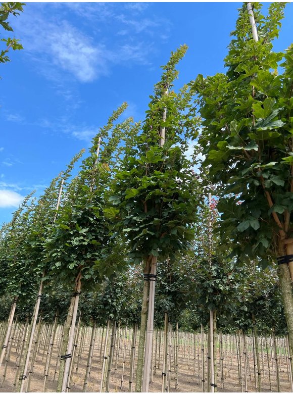 Säulen Feldahorn 'Green Column' | Acer campestre 'Green Column' Säulen Feldahorn 'Green Column' | Acer campestre 'Green Column'