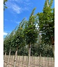 Säulen Feldahorn 'Green Column' | Acer campestre 'Green Column'