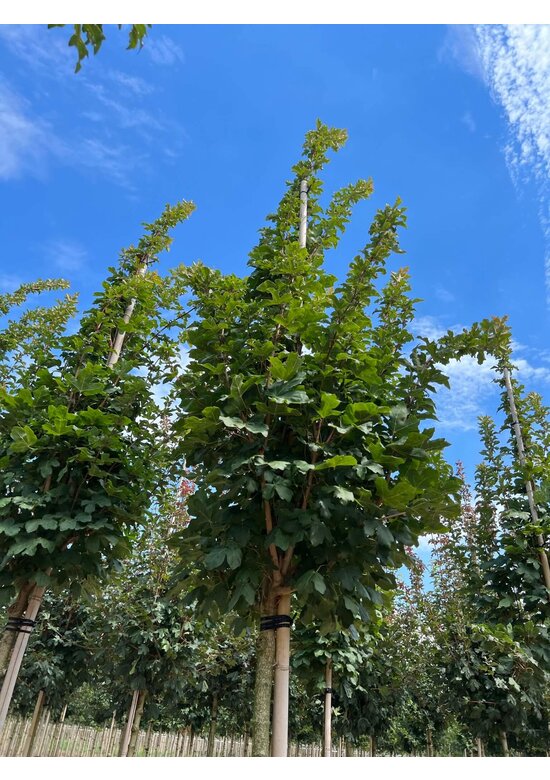 Säulen Feldahorn 'Green Column' | Acer campestre 'Green Column'