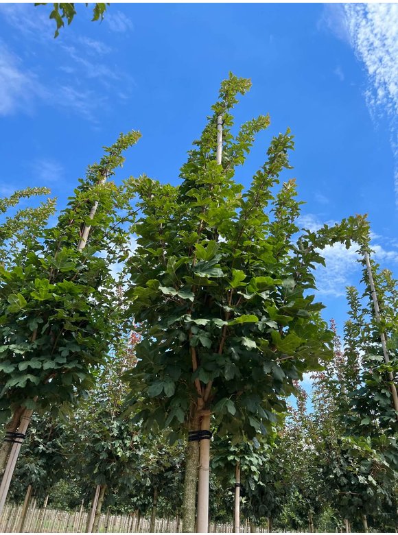 Säulen Feldahorn 'Green Column' | Acer campestre 'Green Column' Säulen Feldahorn 'Green Column' | Acer campestre 'Green Column'