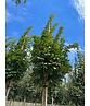 Säulen Feldahorn 'Green Column' | Acer campestre 'Green Column'