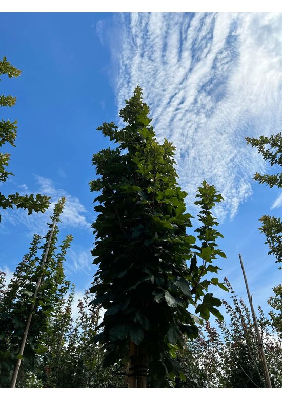 Säulen Feldahorn 'Green Column' | Acer campestre 'Green Column'