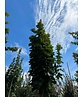 Säulen Feldahorn 'Green Column' | Acer campestre 'Green Column'