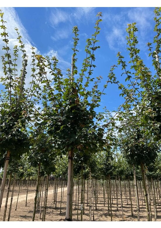 Feldahorn Hochstamm | Acer campestre