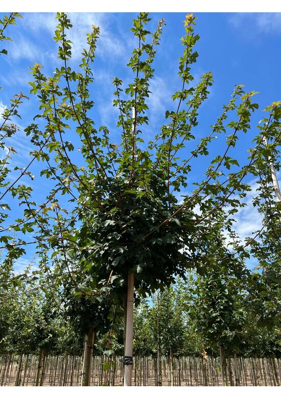 Feldahorn Hochstamm | Acer campestre