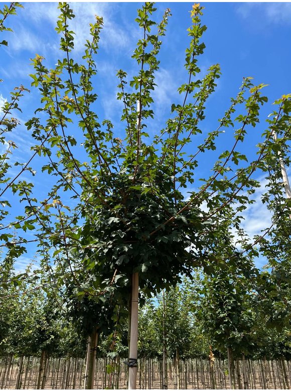 Feldahorn Maßholder | Acer campestre Feldahorn Maßholder | Acer campestre