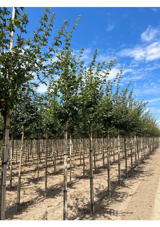 Feldahorn Hochstamm | Acer campestre