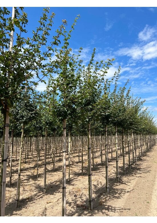 Feldahorn Hochstamm | Acer campestre