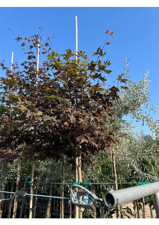 Roter Fächer-Ahorn 'Atropurpureum' | Acer palmatum 'Atropurpureum'