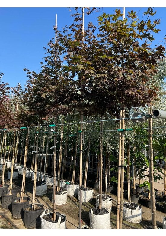 Roter Fächer-Ahorn | Acer palmatum 'Atropurpureum'