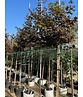 Roter Fächer-Ahorn 'Atropurpureum' | Acer palmatum 'Atropurpureum'