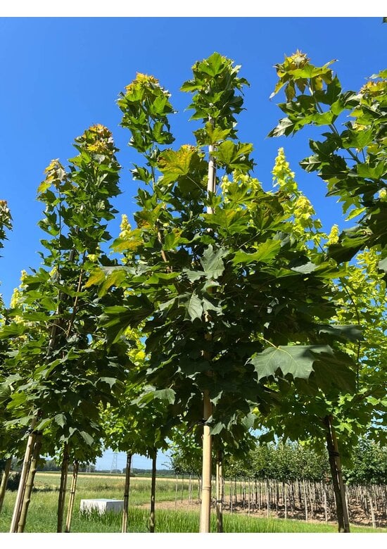 Säulenförmiger Spitzahorn 'Columnare' | Acer platanoides 'Columnare'