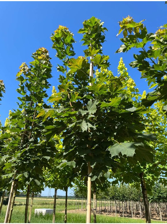 Säulenförmiger Spitzahorn 'Columnare' | Acer platanoides 'Columnare' Säulenförmiger Spitzahorn 'Columnare' | Acer platanoides 'Columnare'